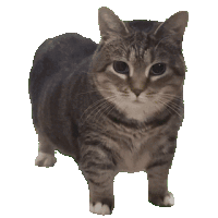 oiiaiio cat